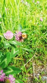 Close-up of bee on flower