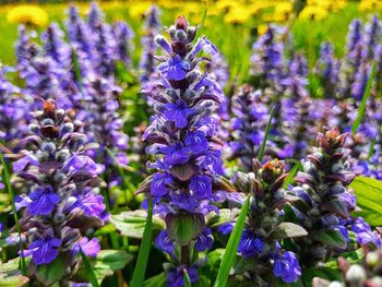 Close-up of purple flowering plants