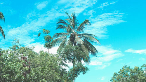Low angle view of palm trees against blue sky