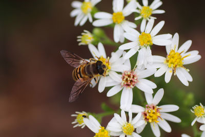 Close-up of insect on white flowering plant