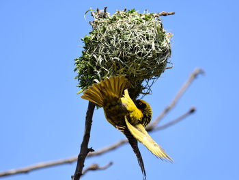 Low angle view of flower on plant against clear blue sky