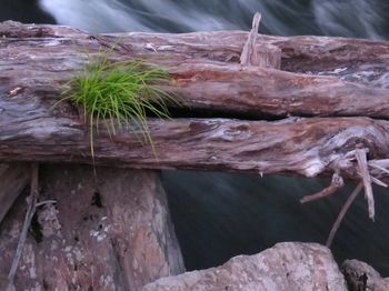 Close-up of log on rock