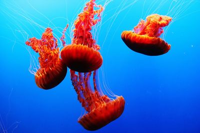 Close-up of jellyfishes swimming undersea