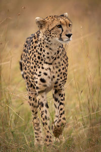 Cheetah walking on grassy field 