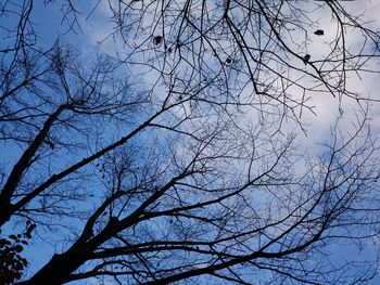 Low angle view of bare trees against sky