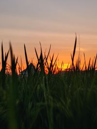 Close-up of crops growing on field against sky during sunset