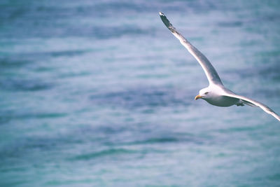 Seagull flying over sea