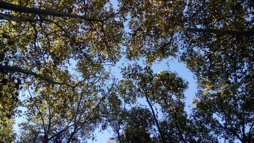 Low angle view of trees against sky
