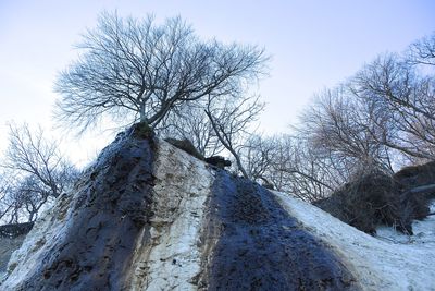 Bare trees against clear sky