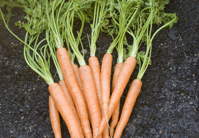 High angle view of carrots on field