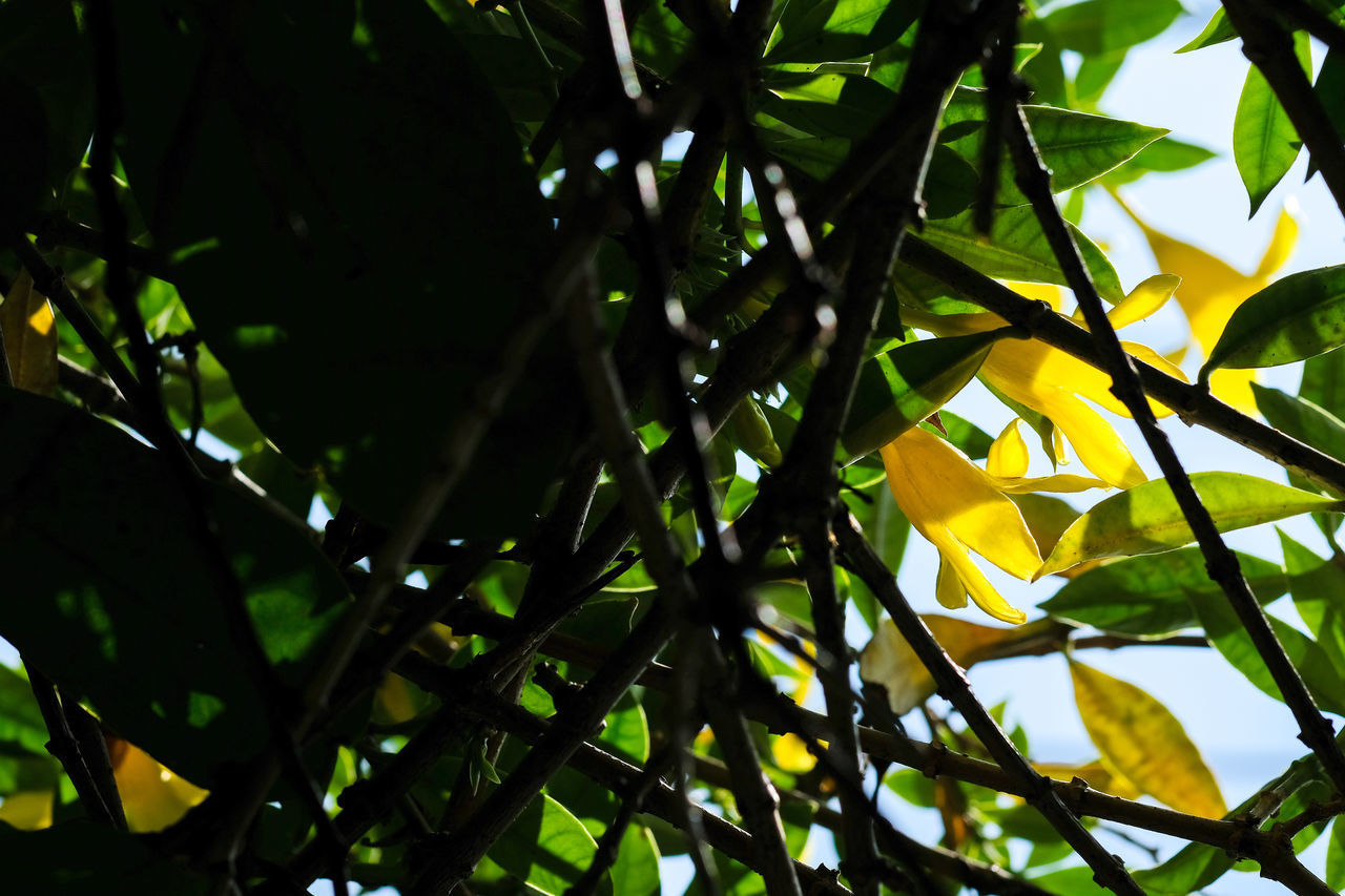 LOW ANGLE VIEW OF LEAVES