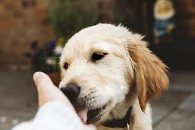 Close up of golden retriever labrador puppy dog licking hand