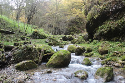 Stream flowing through rocks in forest