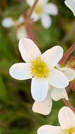 Close-up of white flowering plant