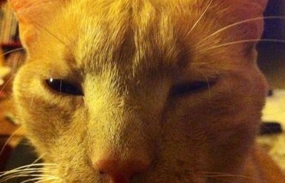Close-up of a cat
