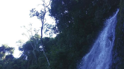 Low angle view of waterfall against trees in forest