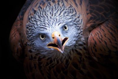 Close-up portrait of eagle