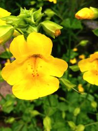 Close-up of yellow flower