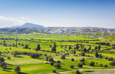 Scenic view of agricultural field against sky