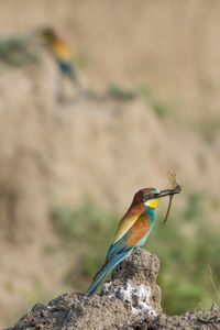 Close-up of bird perching on rock