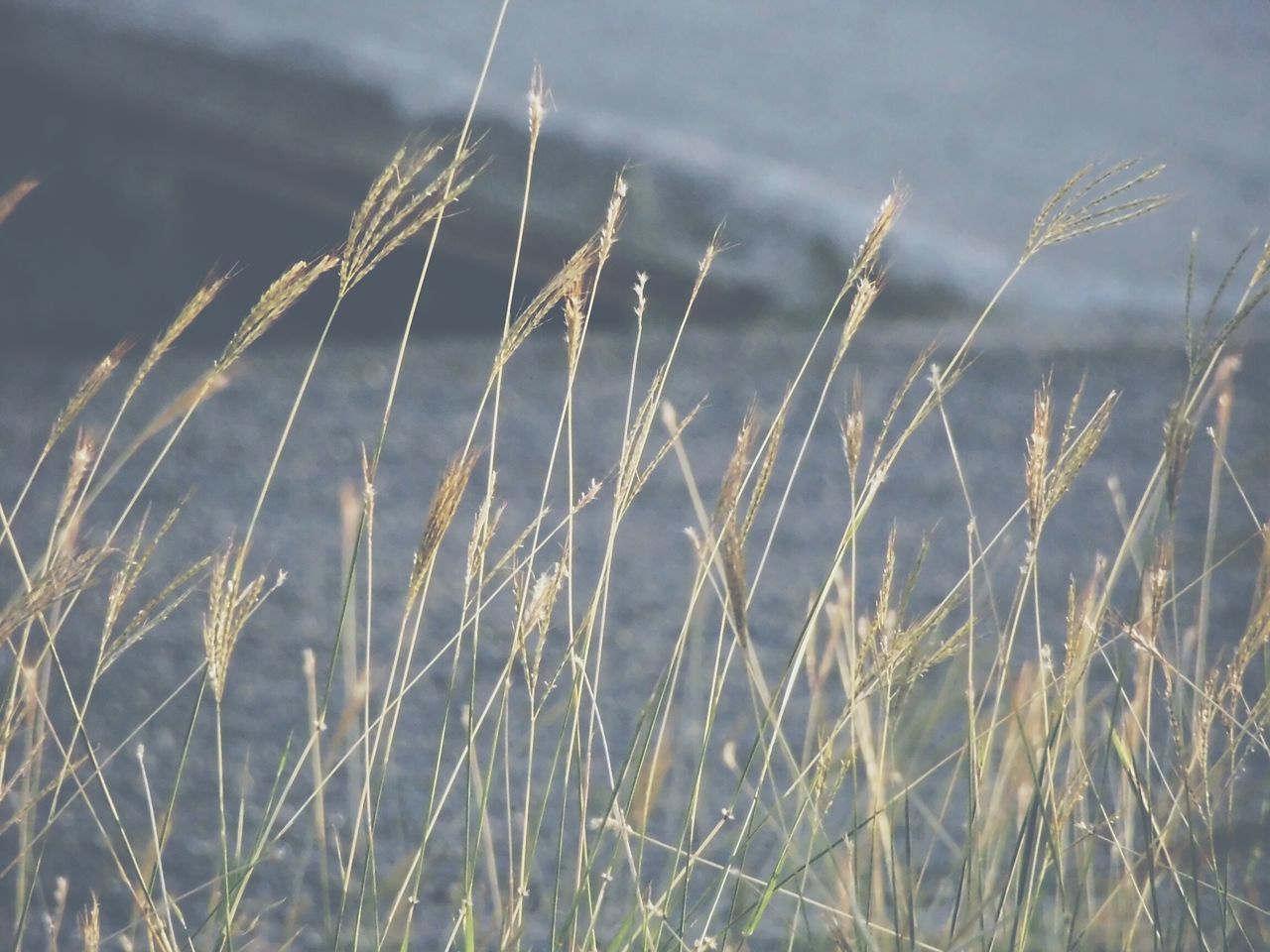 growth, close-up, grass, focus on foreground, nature, plant, beauty in nature, fragility, field, tranquility, drop, freshness, outdoors, selective focus, stem, day, no people, dew, sky, water