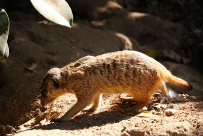 Side view of a meerkat on field