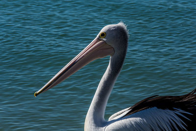 Close-up of pelican swimming in sea