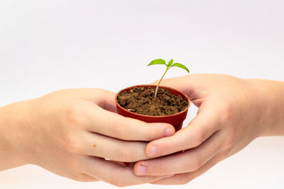 Close-up of hand holding apple against white background