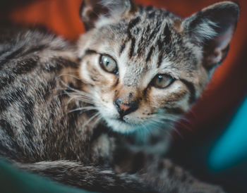 Close-up portrait of a cat