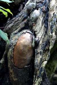 Close-up of lizard on tree trunk