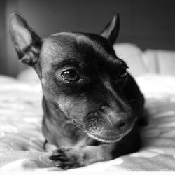 Close-up of dog lying on bed at home