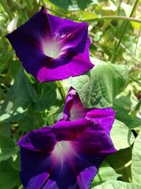 Close-up of purple iris flower