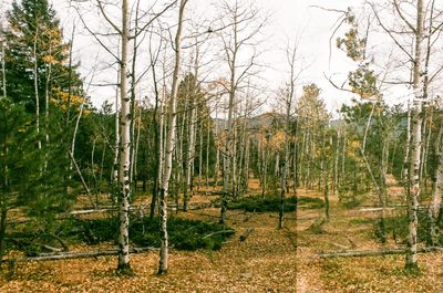 Bare trees in forest