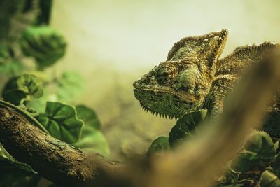 Close-up of a lizard on branch