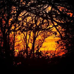 Silhouette of trees at sunset