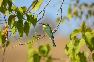 Bird perching on tree branch against sky