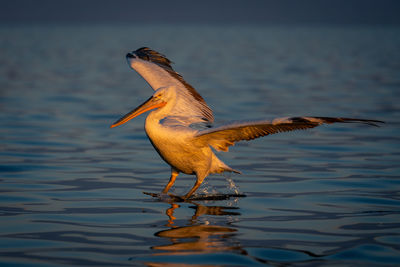 Pelican flying over lake