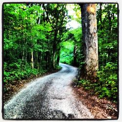 Empty road passing through forest