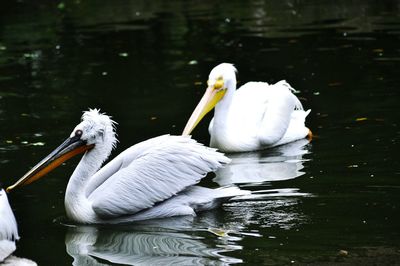 White swan swimming in lake