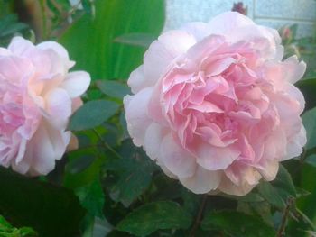 Close-up of pink rose blooming outdoors