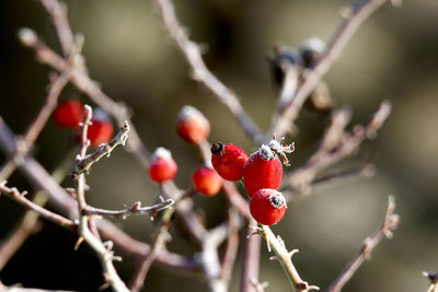 Close-up of berries growing on tree