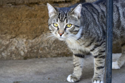 Close-up portrait of tabby cat