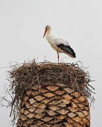 Bird perching on nest against clear sky