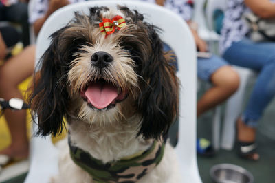 Close-up portrait of dog