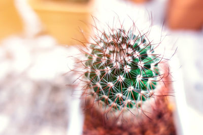 Close-up of cactus plant