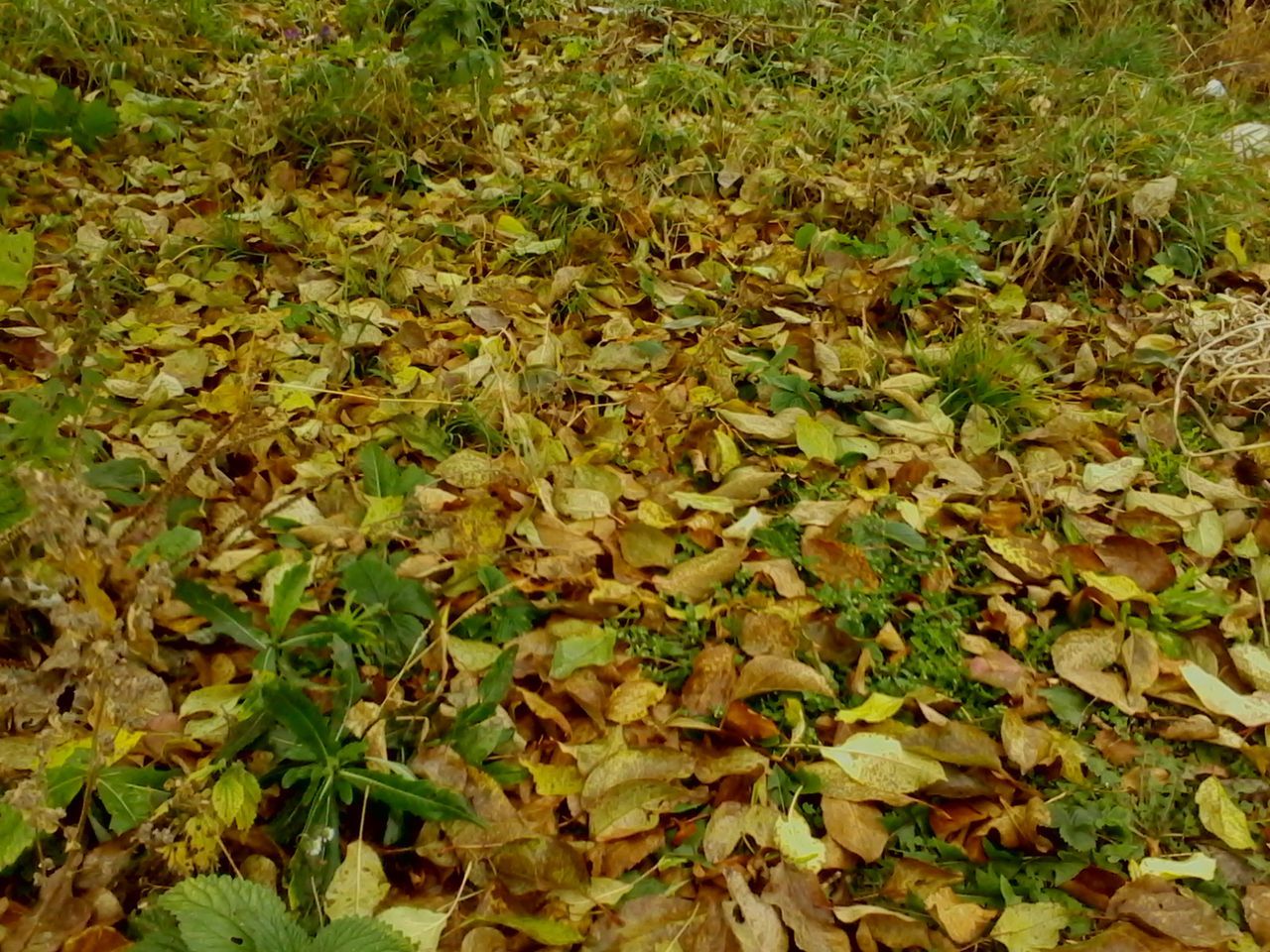 nature, leaf, growth, no people, green color, backgrounds, outdoors, full frame, beauty in nature, field, day, change, close-up, scenics, tranquility, agriculture