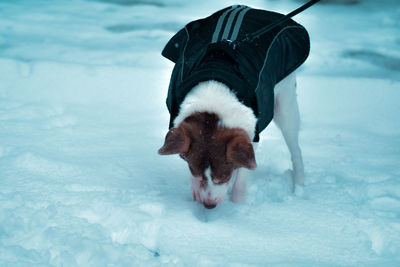 Dog in snow