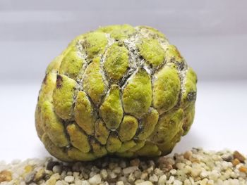 Close-up of bananas on rock