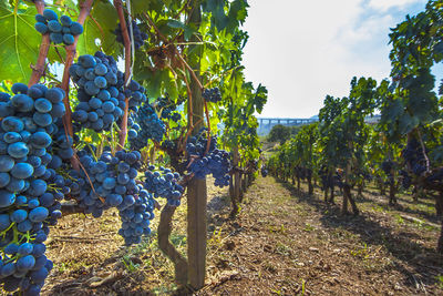 Trees growing in vineyard