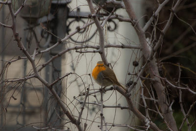 Bird perching on branch